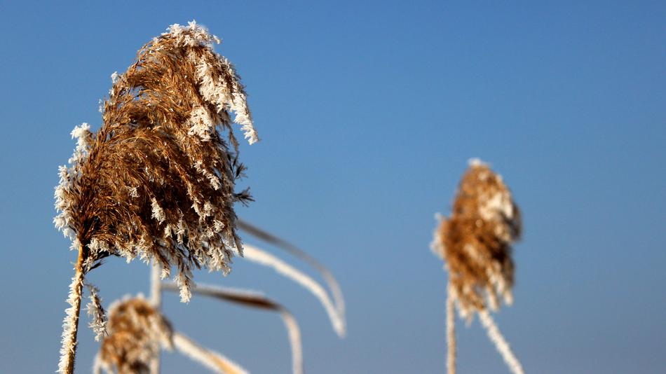 fluffy rush on a blue background