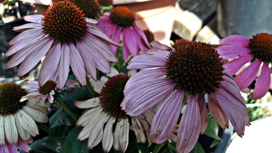 white daisies with pink pigment