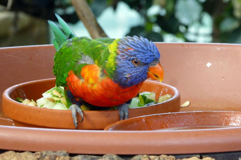 Bird Nature Close
