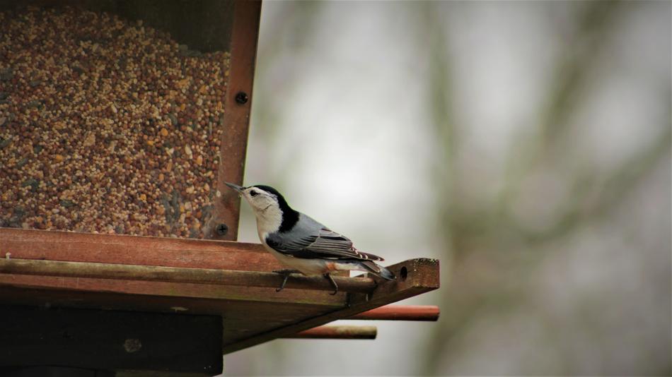 Bird Nature Outdoors