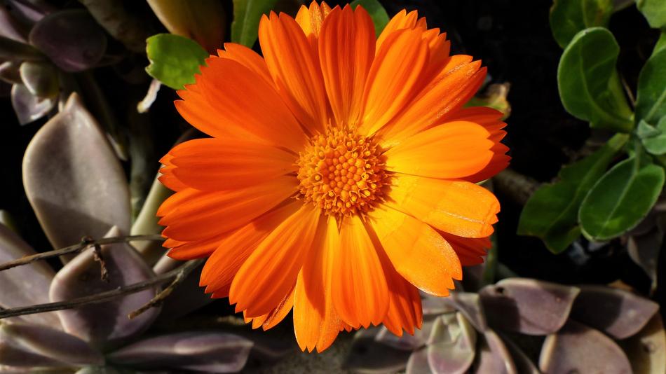 Nature Flower Plant