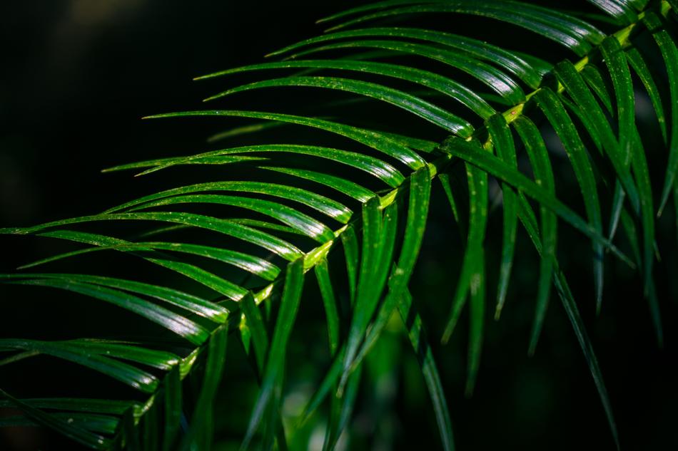 green leaves on a branch on a black background