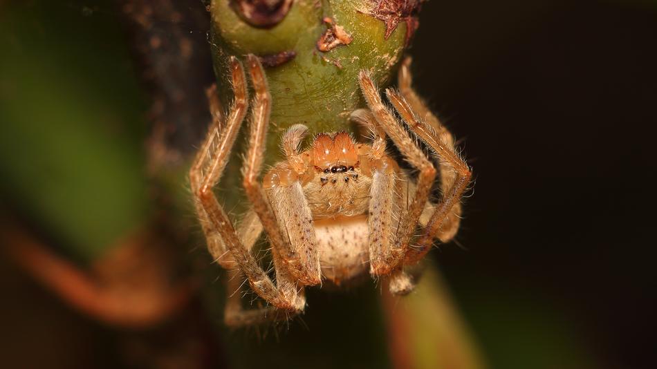 small brown spider at blur background