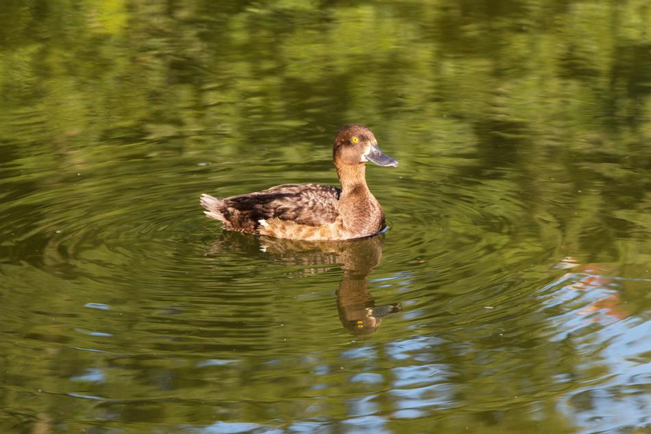 a one-legged duck in a beautiful lake.