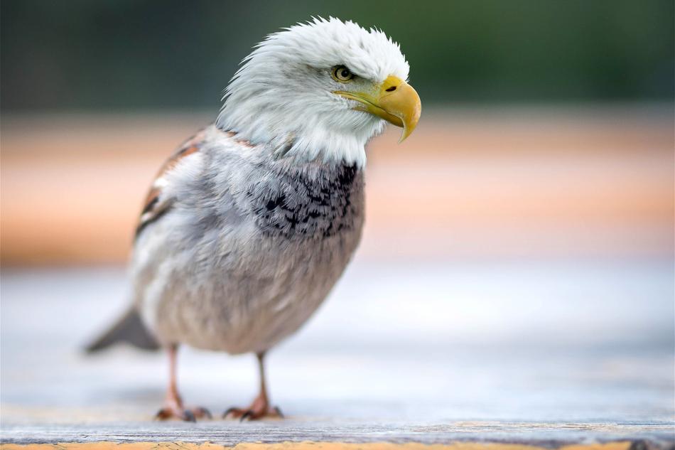 Composing of bird sparrow and adler