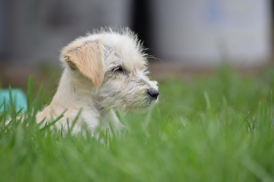 mans best friend in the grass