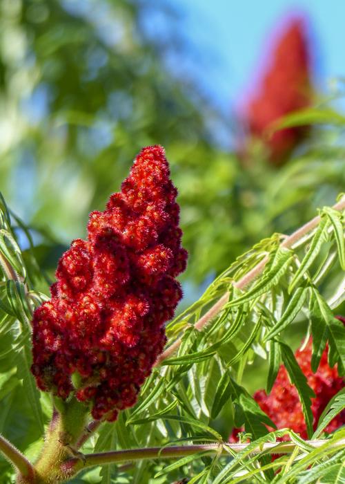 red big flower