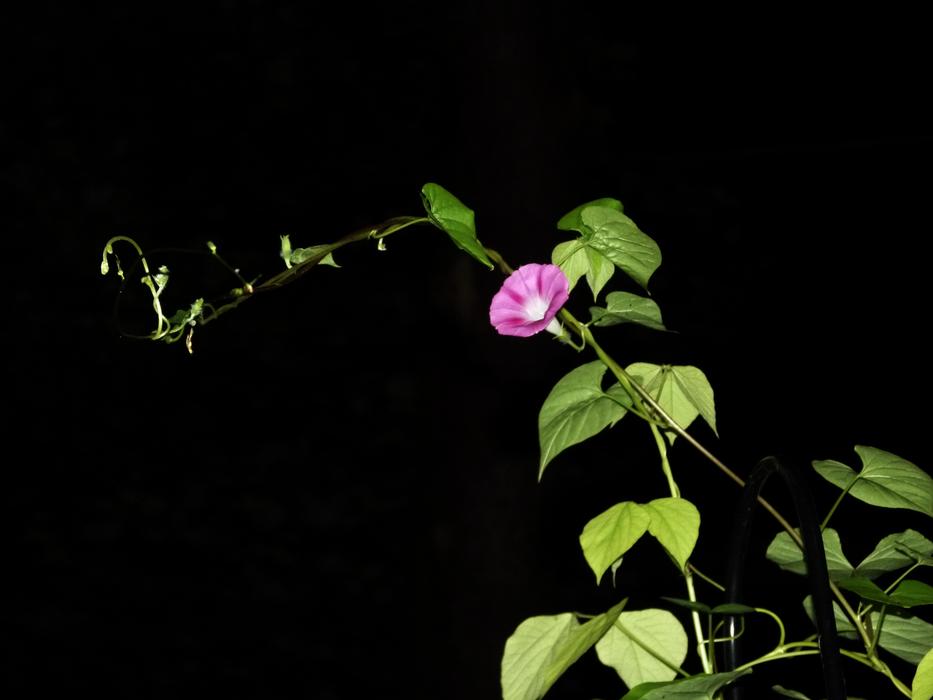 a beautiful flower with leaves in the night