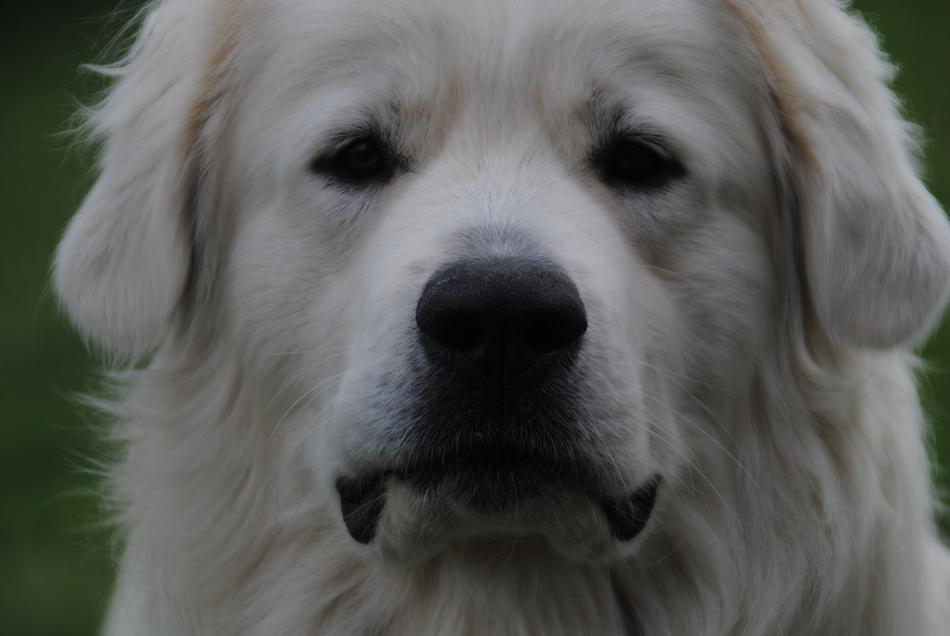Cuvac Dog Summer