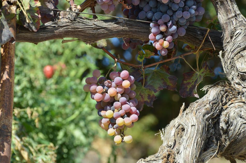 homemade juicy grapes in the garden
