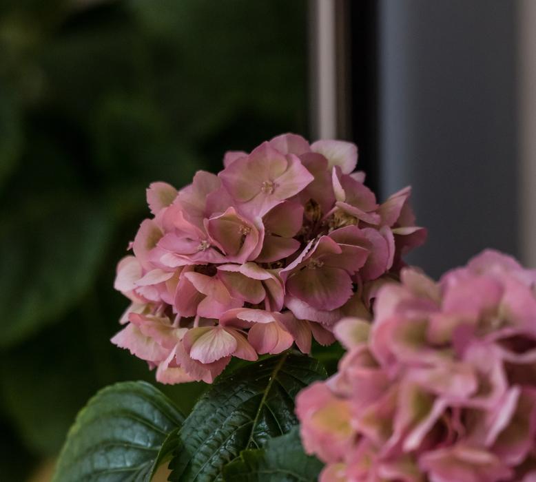 Flower Plant Nature