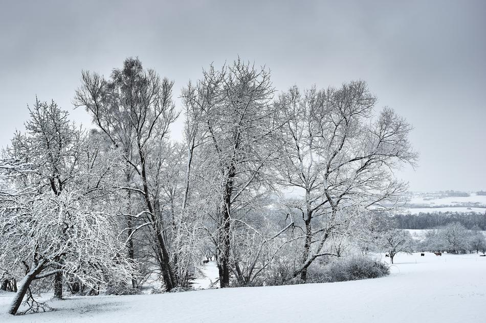 winter trees in the field landscape