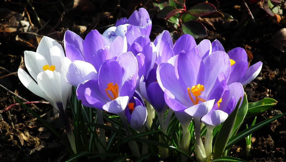 Nature Flower Crocus