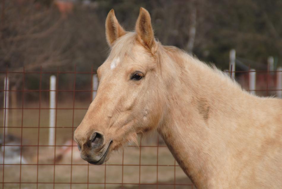 Horse Plavy Animal