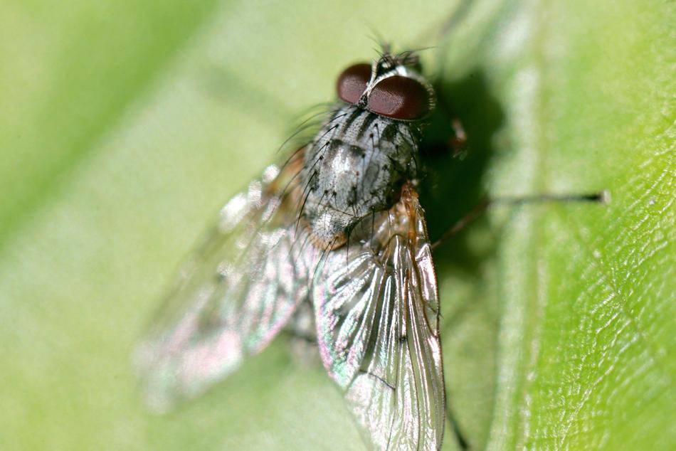 Close up of a fly on a leaf