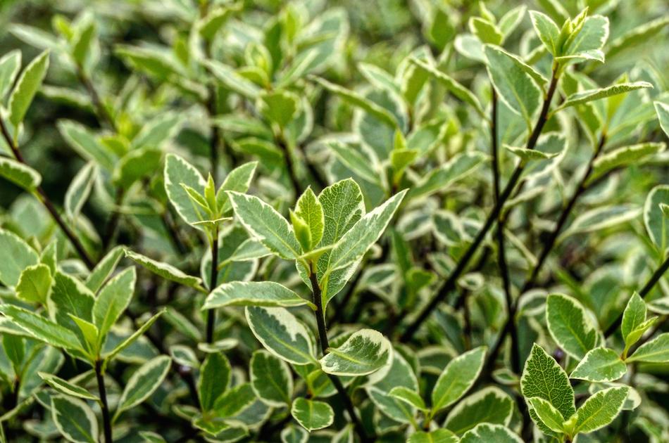 bushes in the field