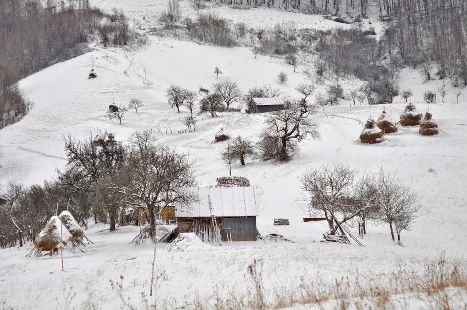 snowy mountain with trees landscape