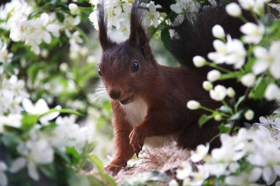 Squirrel