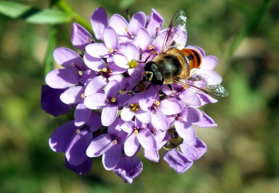 fluffy insect on a flower