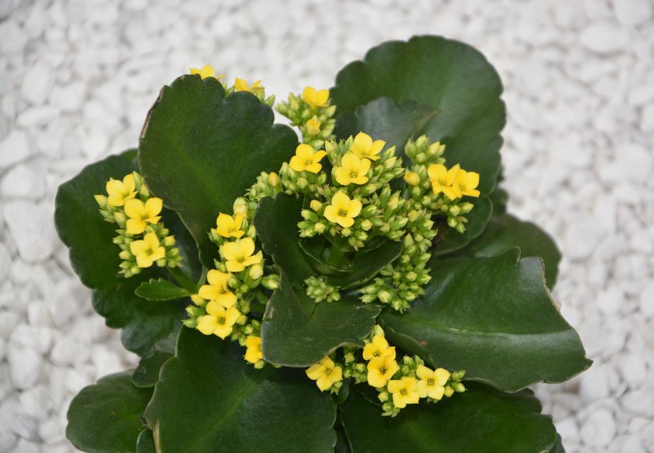 Flowers Kalanchoe Yellow Plant