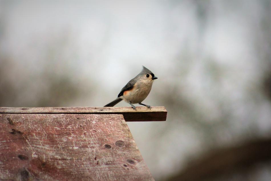 Bird Wildlife Nature