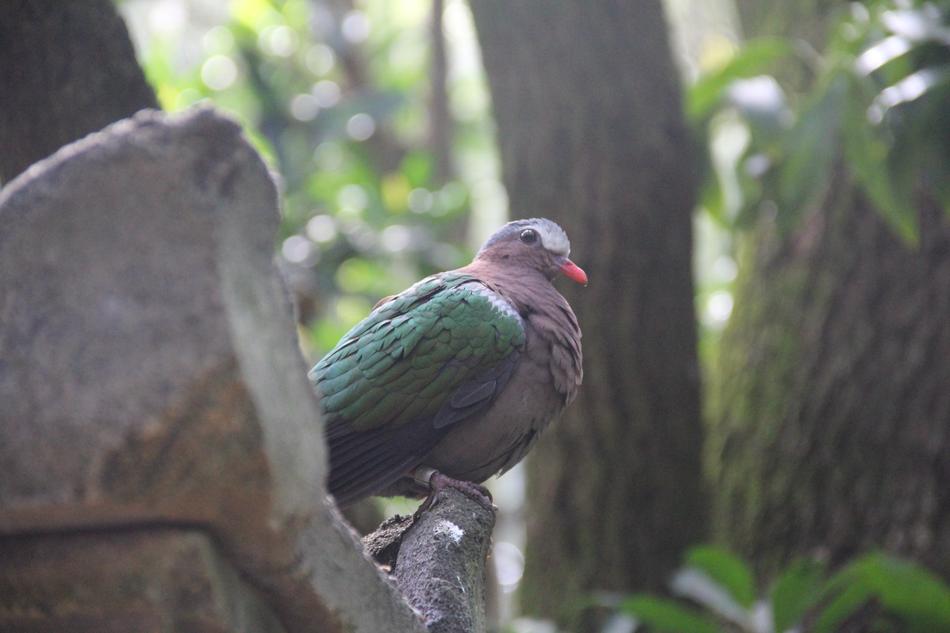 bird with a green wing sits on the rocks