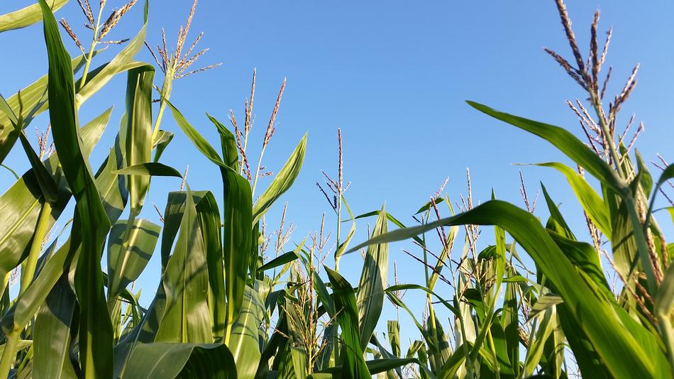Cornfield Monoculture Landscape
