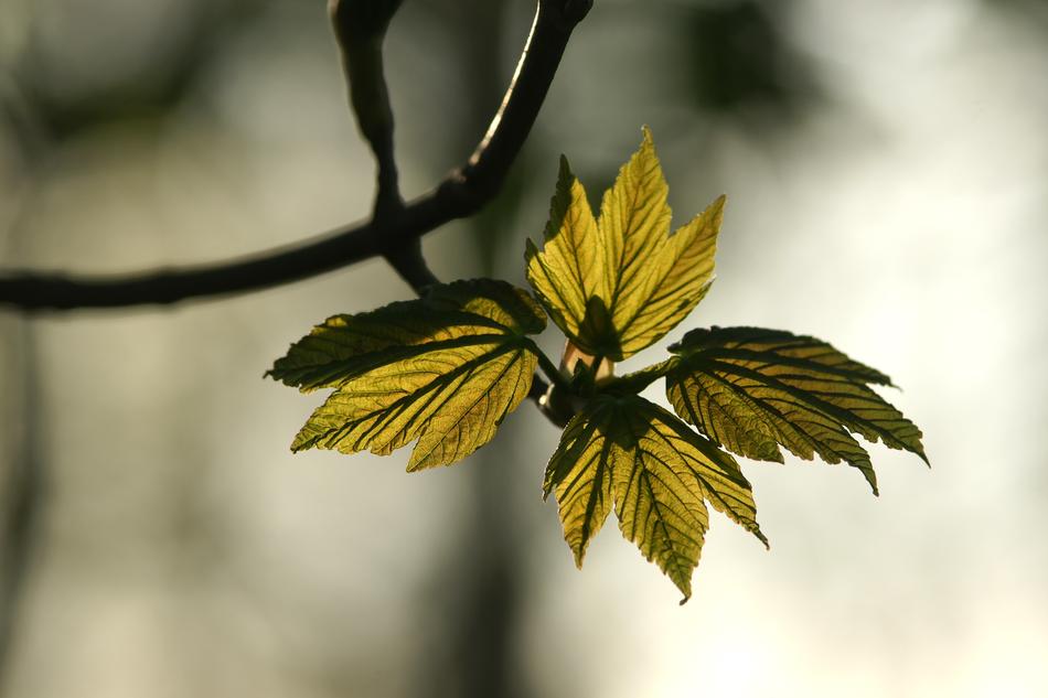 leaves on a branch view