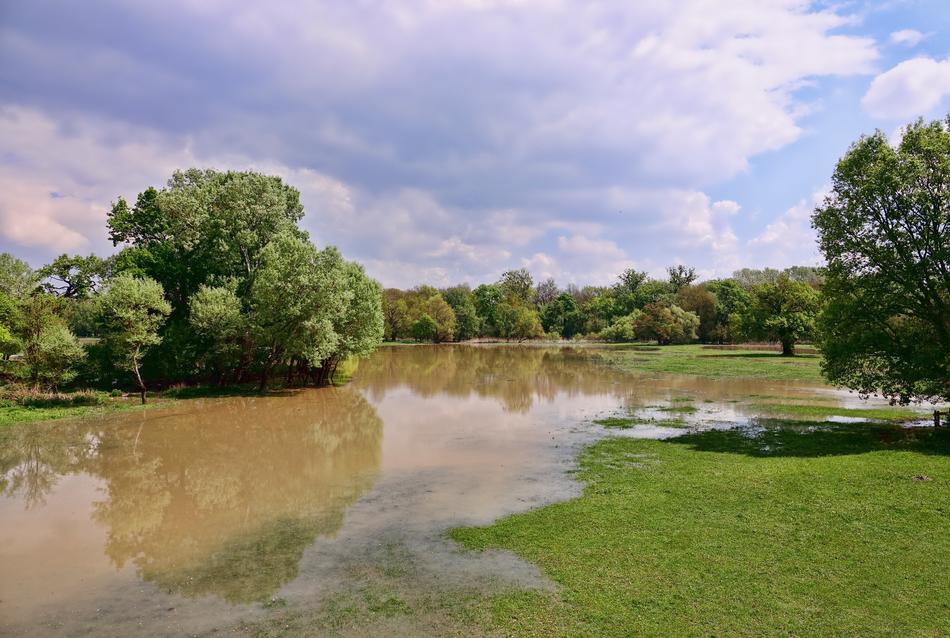 Tree Nature Waters