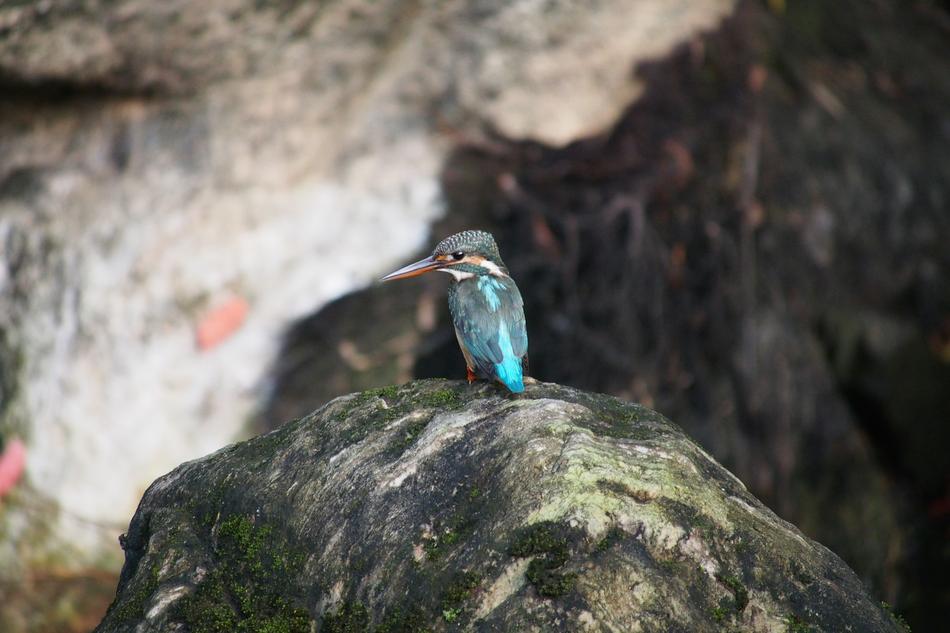 little bird in the rocks
