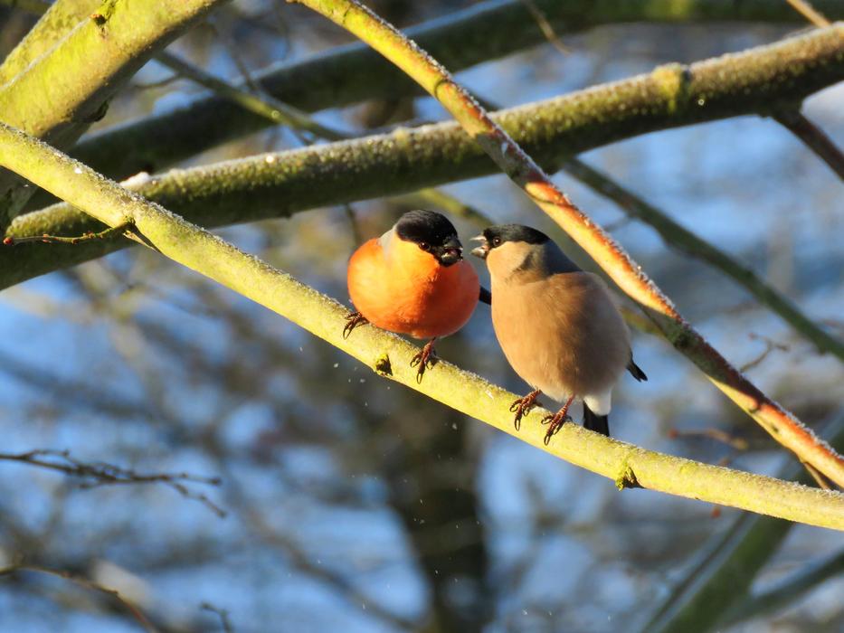 pair of bullfinches on a branch in winter