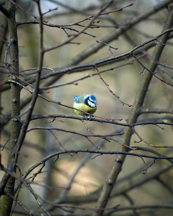 Blue Tit Bird Animal World