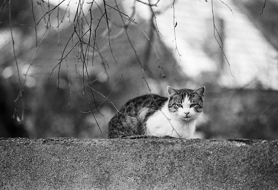 Mammal Cat Nature