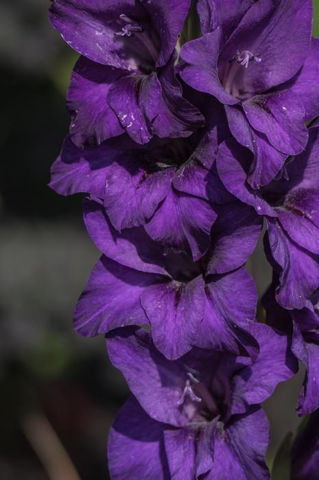 purple flowers background