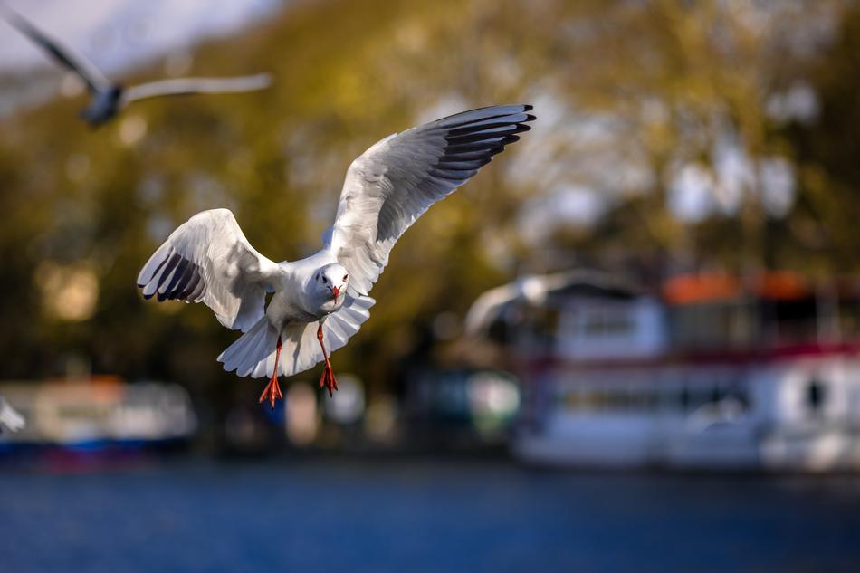 Seagull Flying Birds