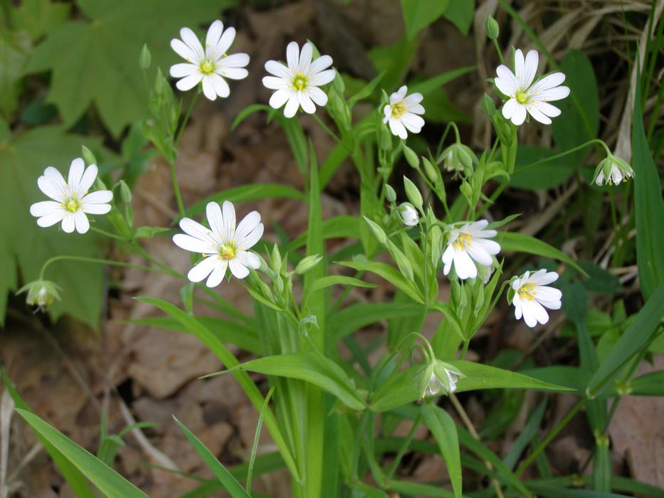 Nature Flower Plant