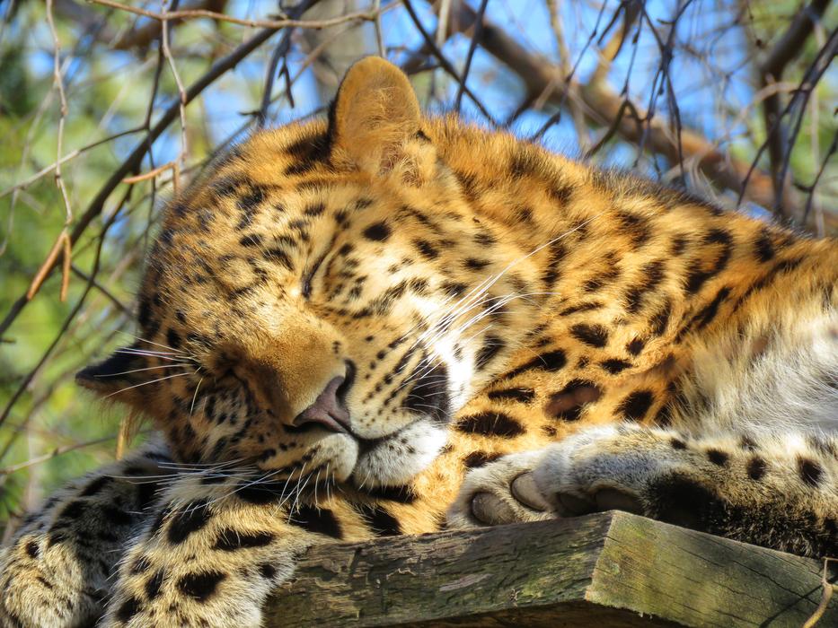 Amur Leopard Asian Big