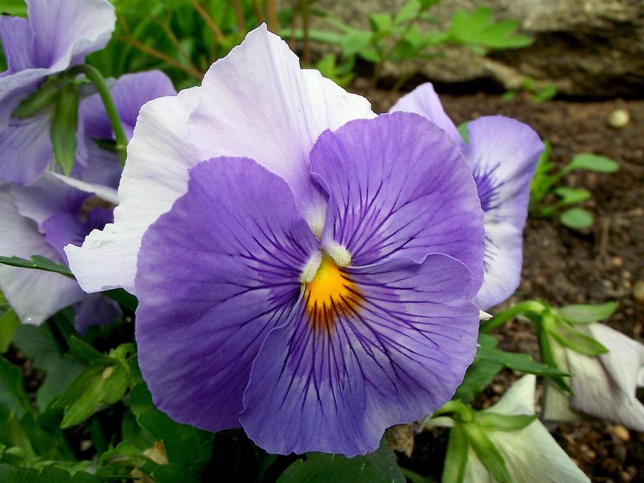 Flower Pansy Colored