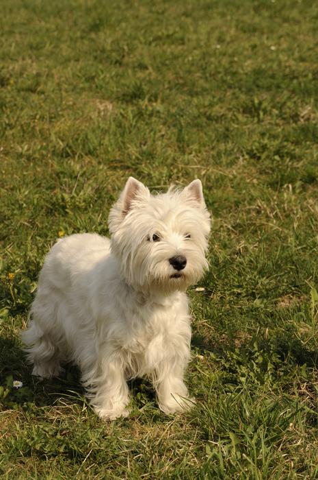 white Dog Canine Mammal