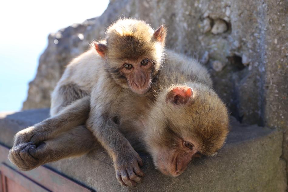 Monkey Mammal Cute