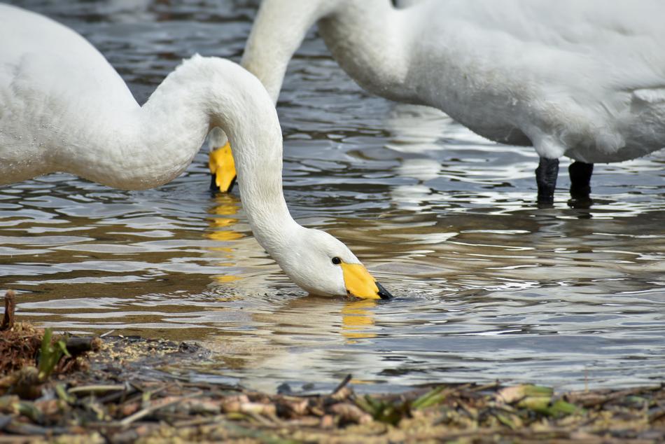 Animal Lake Waterside