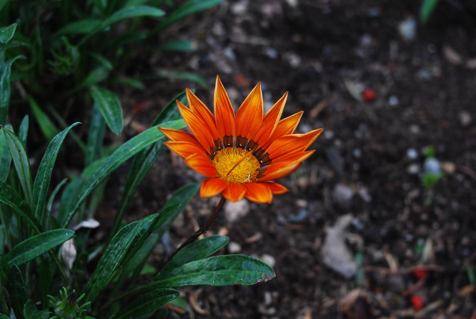 Nature Plant Flower
