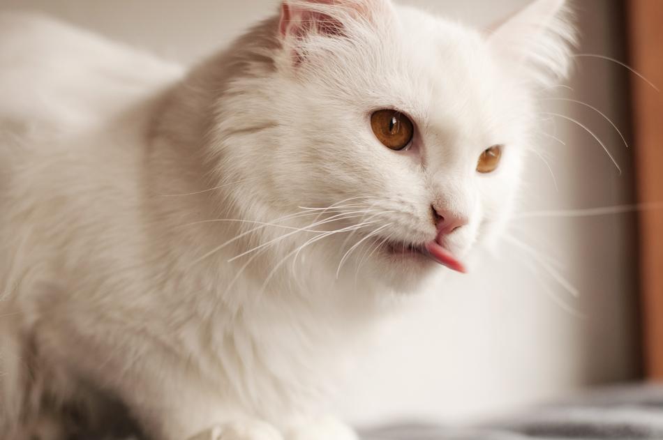 Cute Cat Animal