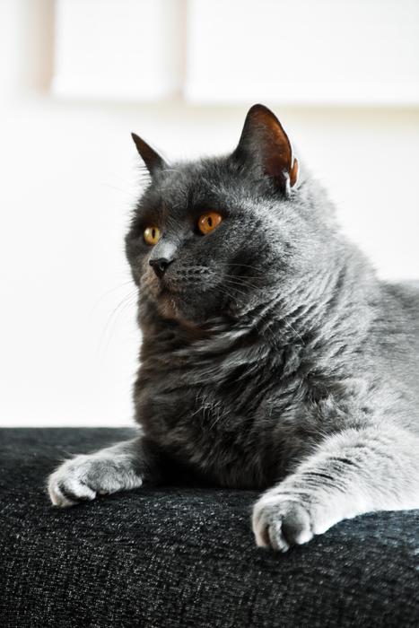 Cute Animal Cat