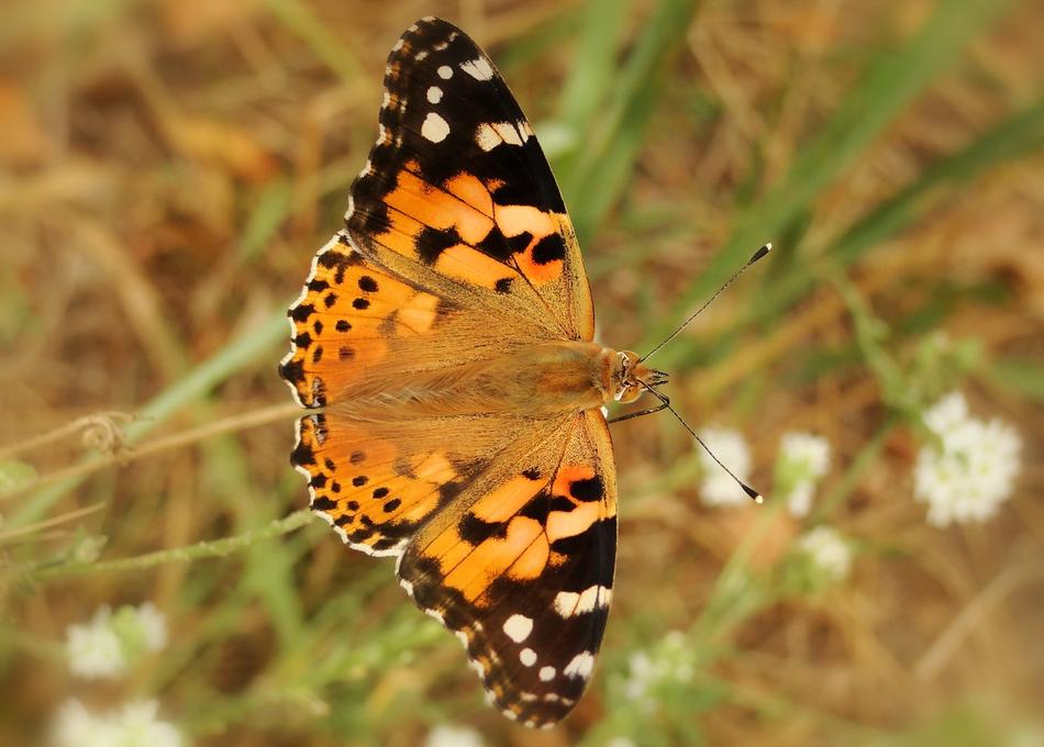 Insect butterfly Day