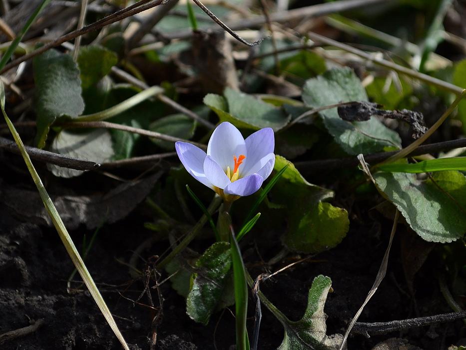 one legged plant in foliage