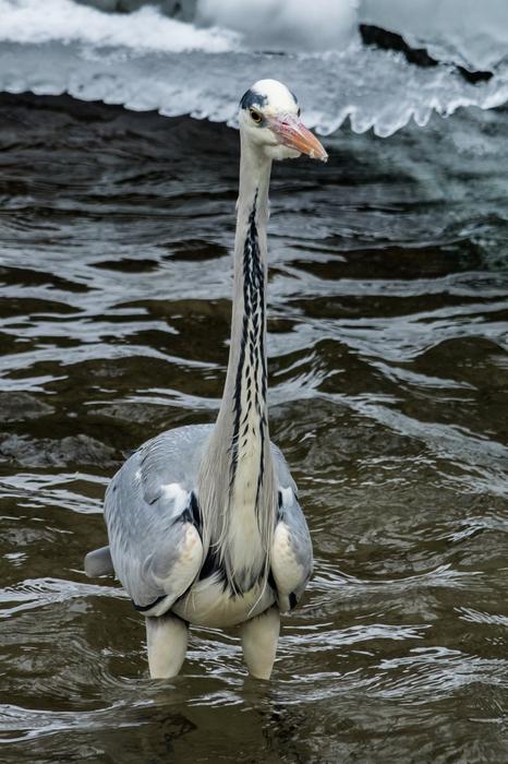 Bird Crane Water