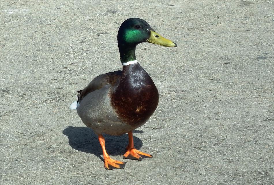 Duck Bird Mallard