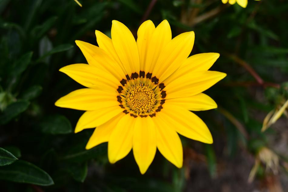 Plant Nature Flower