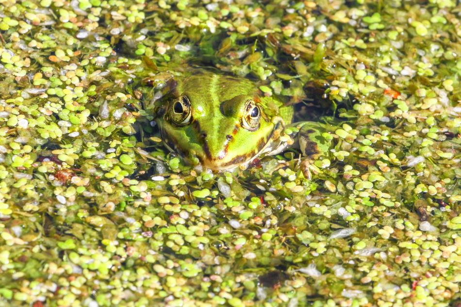 Frog Amphibian Nature